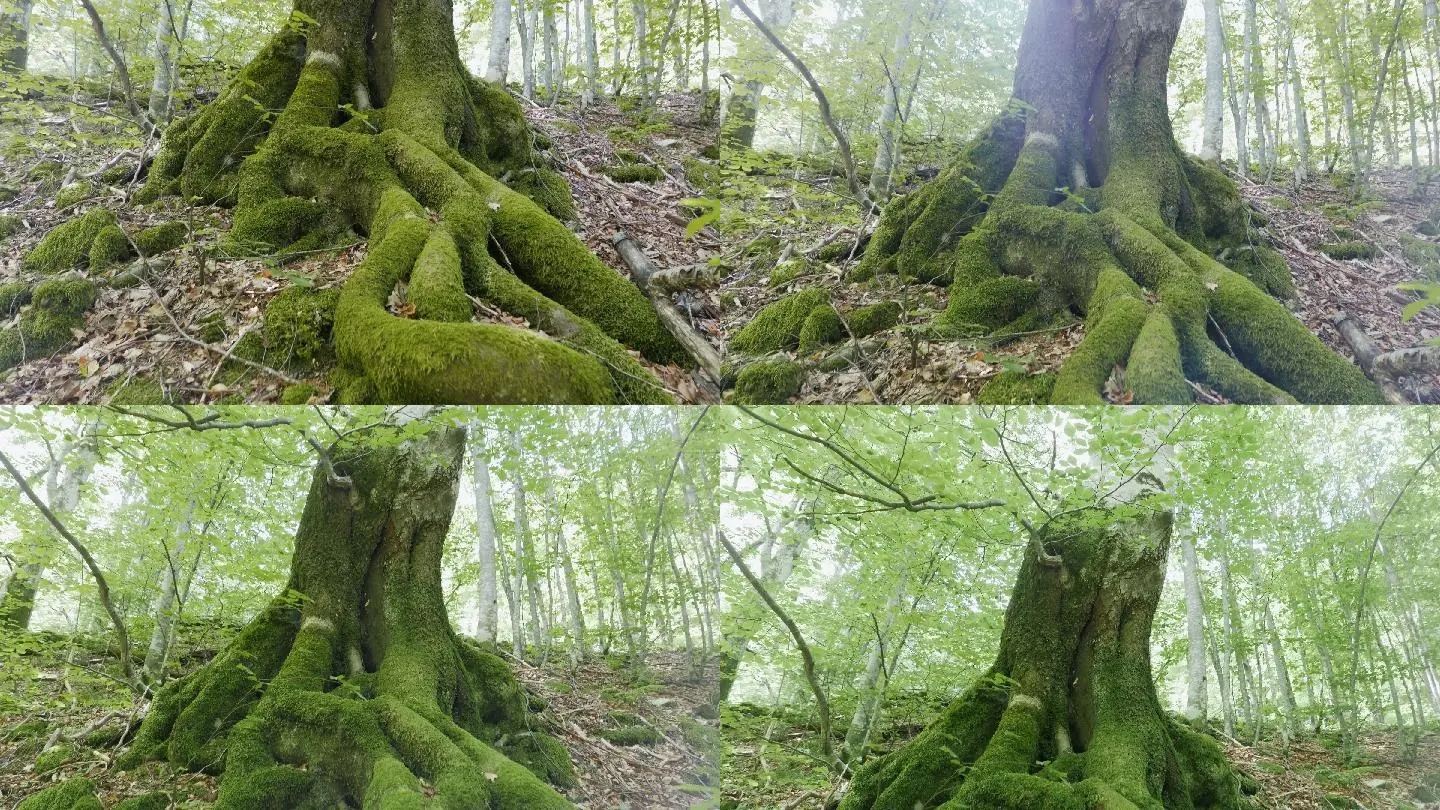 树木闪烁参赛 影片亮相滨海国际电影节