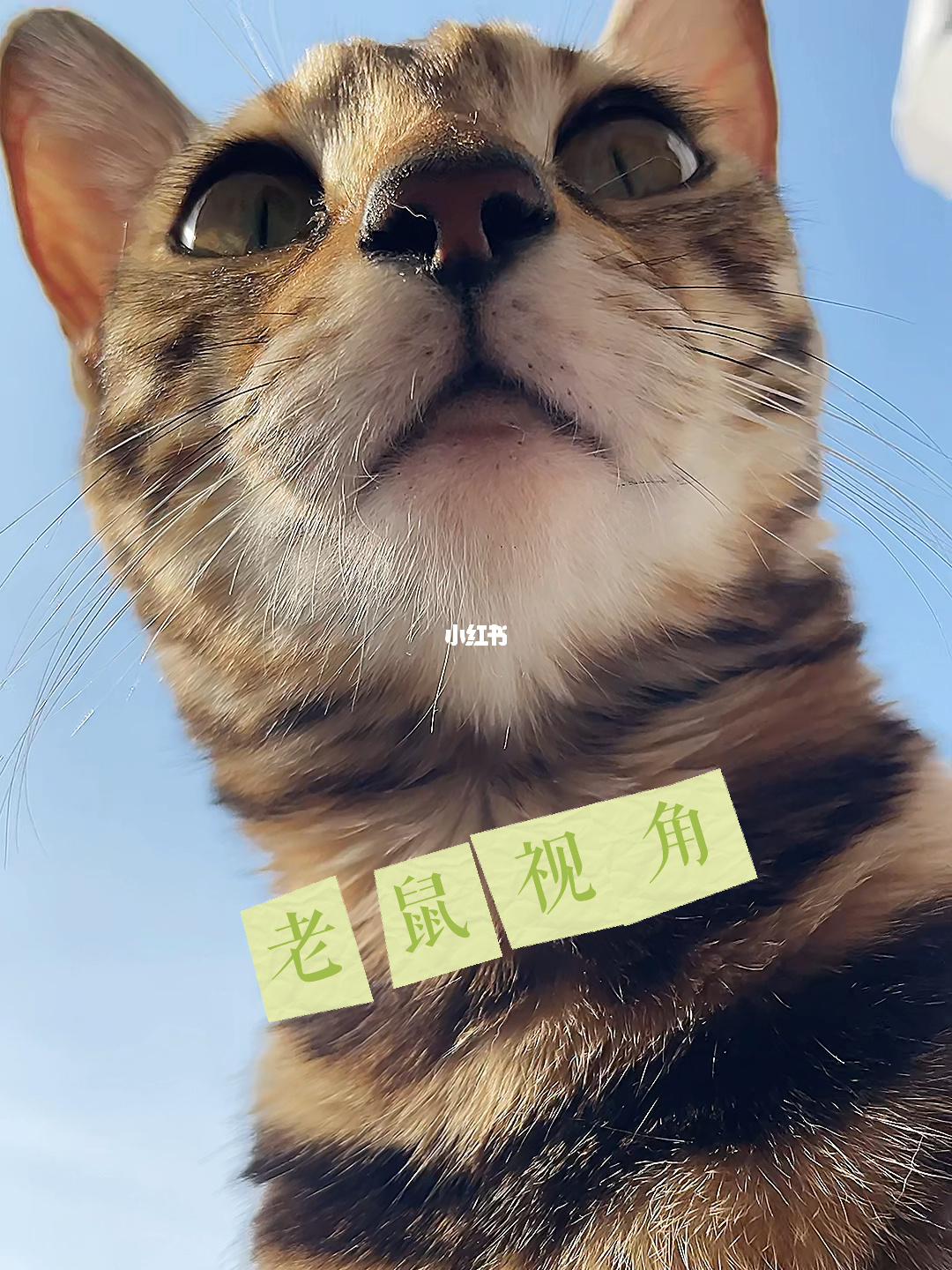 四角游戏：猫咪VS老鼠的追逐战