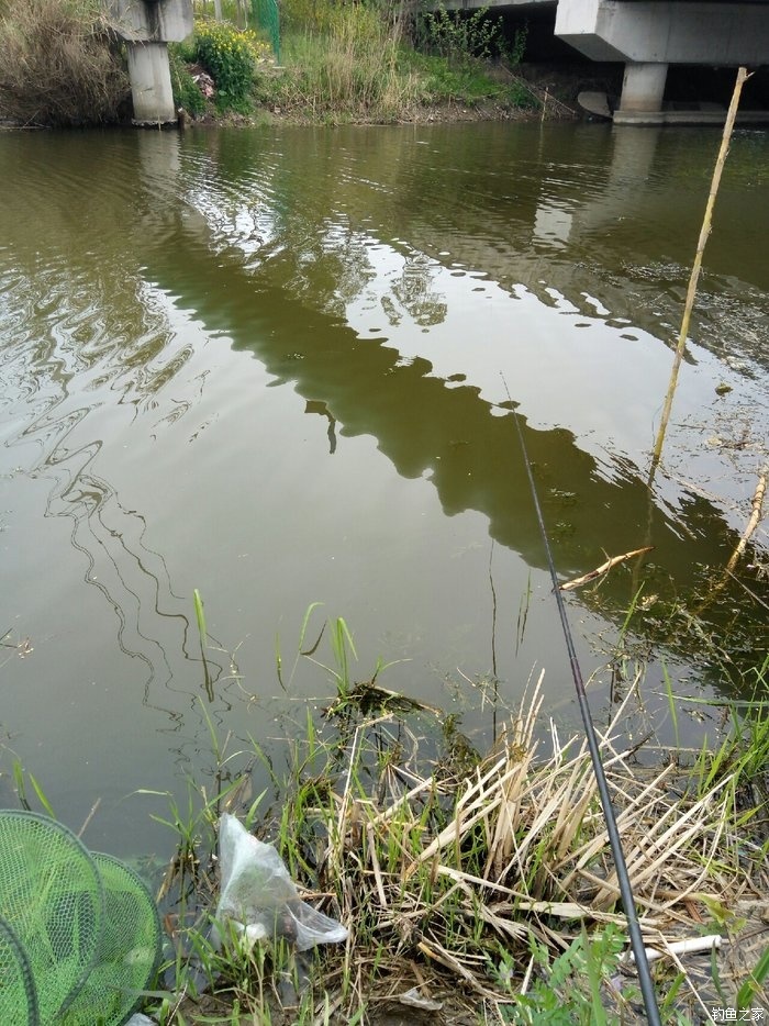 河流野钓鲫鱼视频_野河钓大鲫鱼的视频_视频河流鲫鱼野钓图片