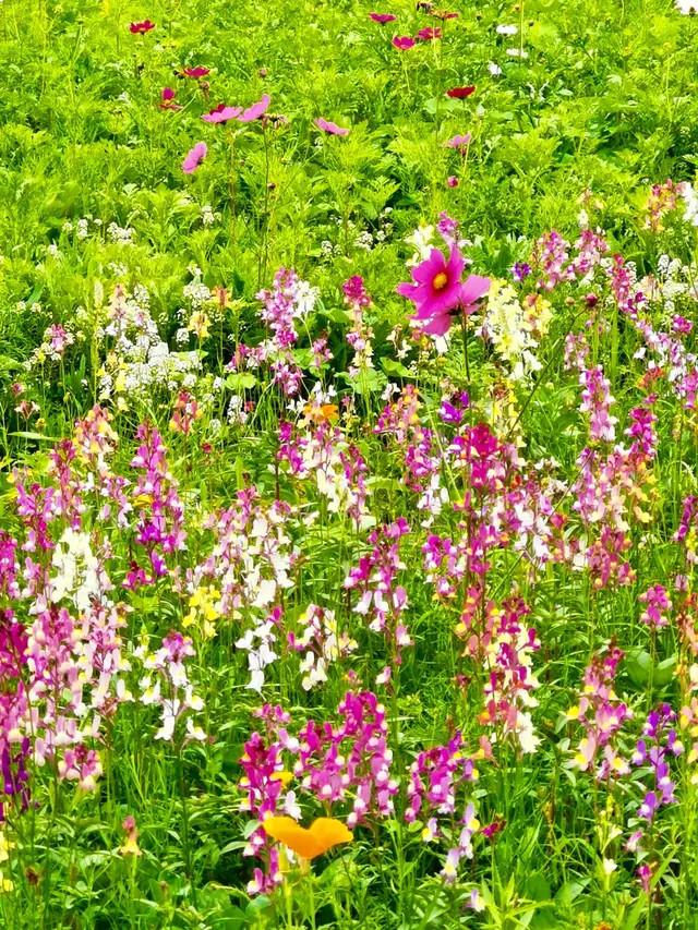草花游戏_草花游戏app_草花游戏官网