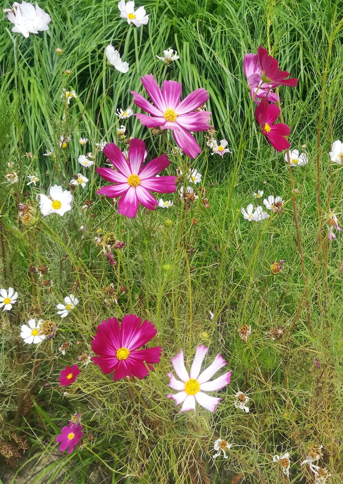 草花游戏_草花游戏官网_草花游戏app