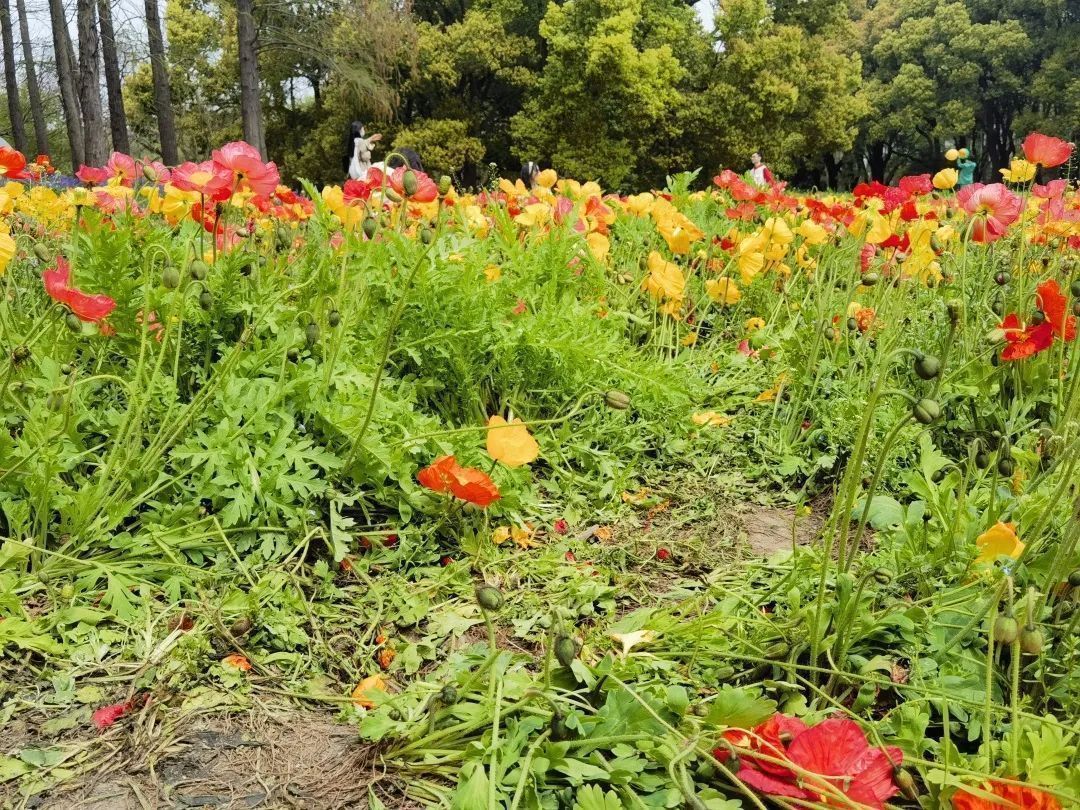 草花游戏_草花游戏官网_草花游戏app