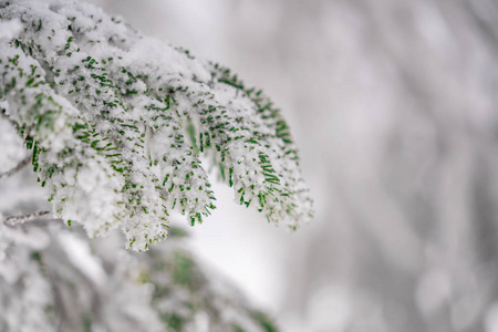 冰雪姐妹_江河源简谱冰雪姐妹_冰雪姐妹是哪里的人