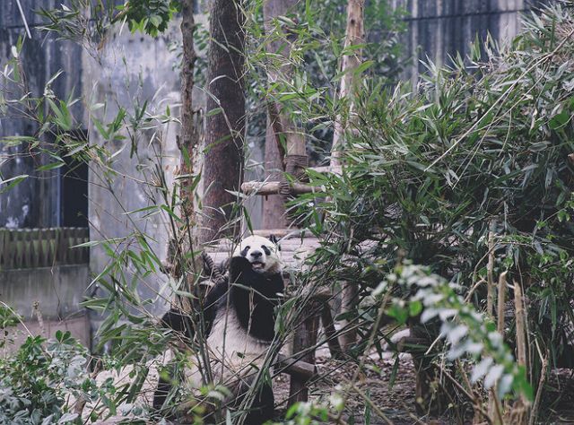熊猫种类名称大全图片_一梦江湖小熊猫种类_熊猫种类