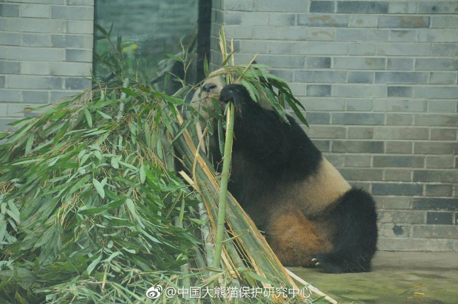 熊猫种类名称大全图片_一梦江湖小熊猫种类_熊猫种类