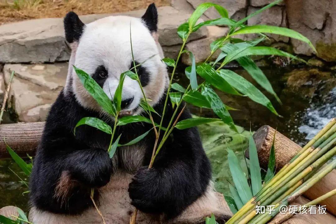一梦江湖小熊猫种类_熊猫种类_熊猫种类名称大全图片
