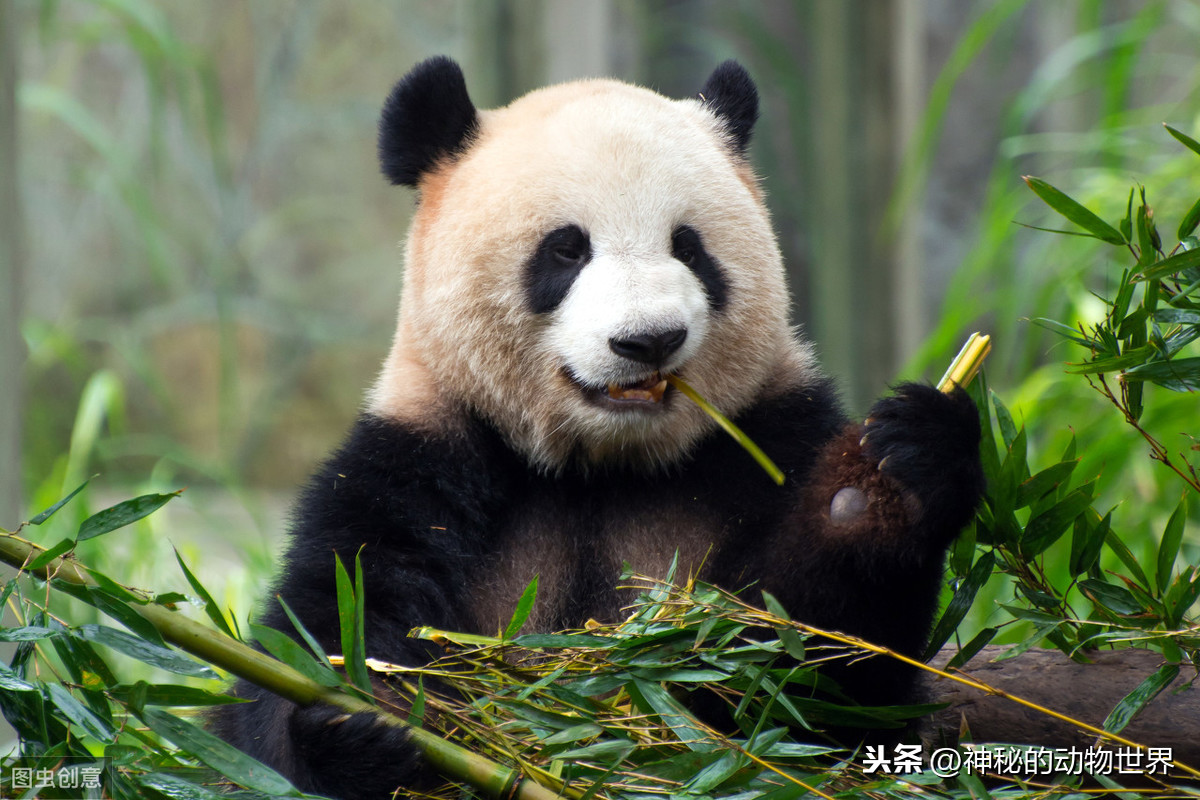 熊猫种类名称大全图片_一梦江湖小熊猫种类_熊猫种类