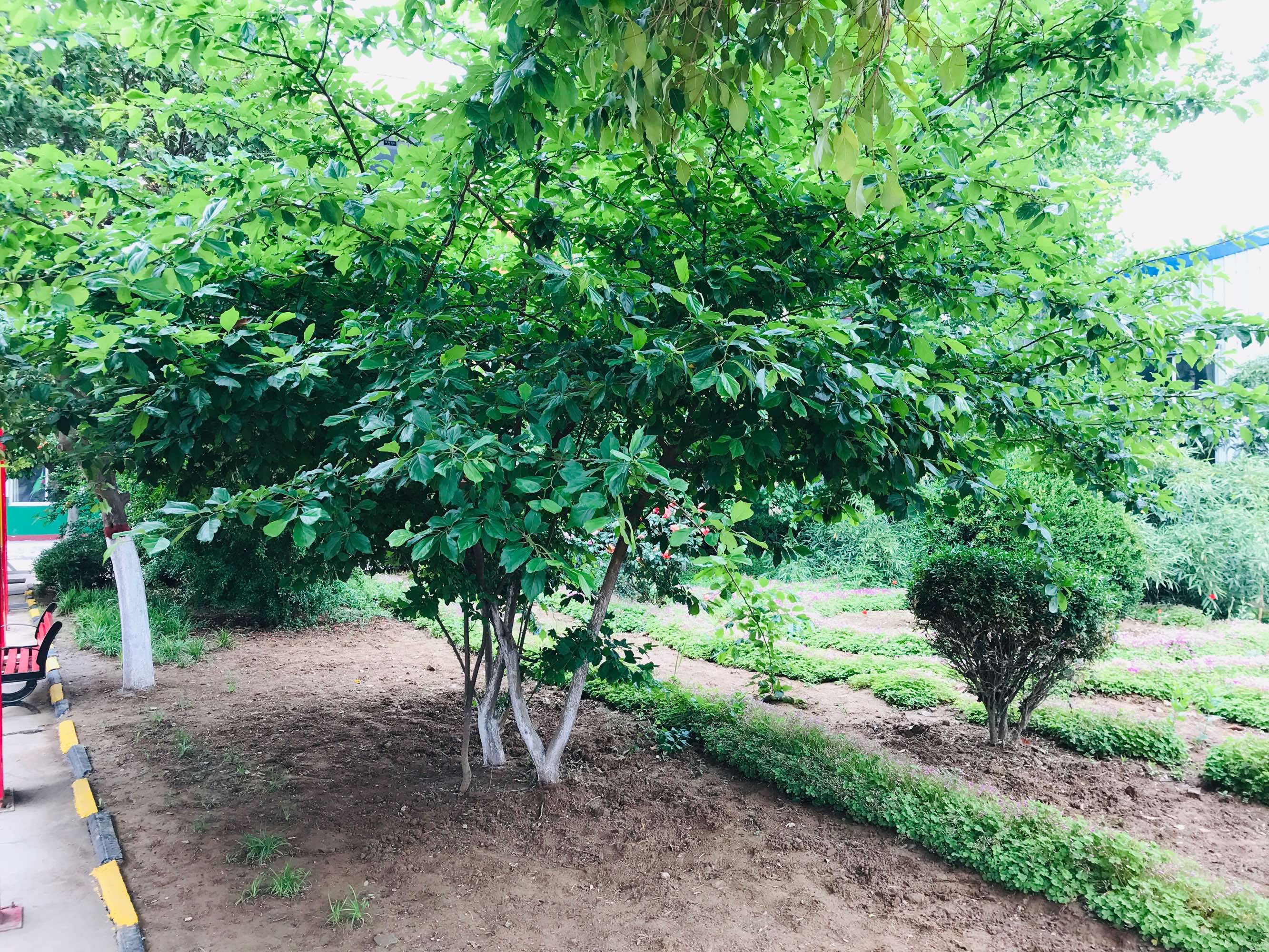 桑佛德大学_桑科雷大学在哪_桑科雷大学