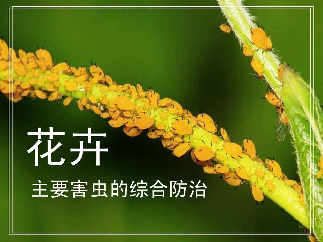 菜园里的地鼠视频_花地鼠照片_小地鼠的花园