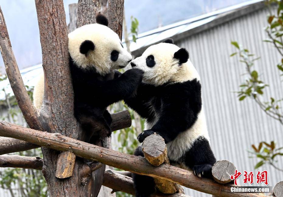 顽皮可爱的熊猫，让你忍俊不禁