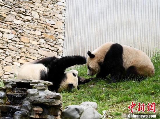 顽皮熊猫_熊猫顽皮视频全集_熊猫顽皮的样子