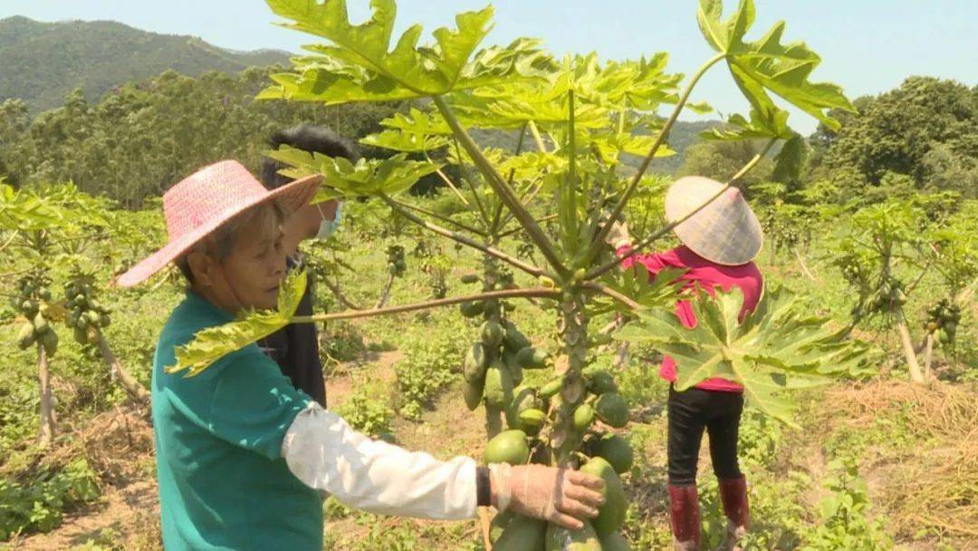 木瓜新奇迹：我的生活闪耀转变