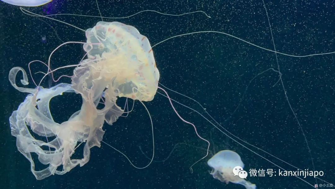 神秘海洋生物：鬼鲛，修长身形，敏捷行动