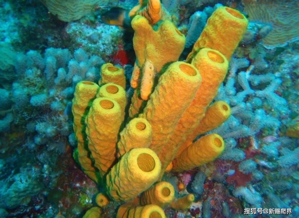海绵消消看_海绵消消看_海绵消消看