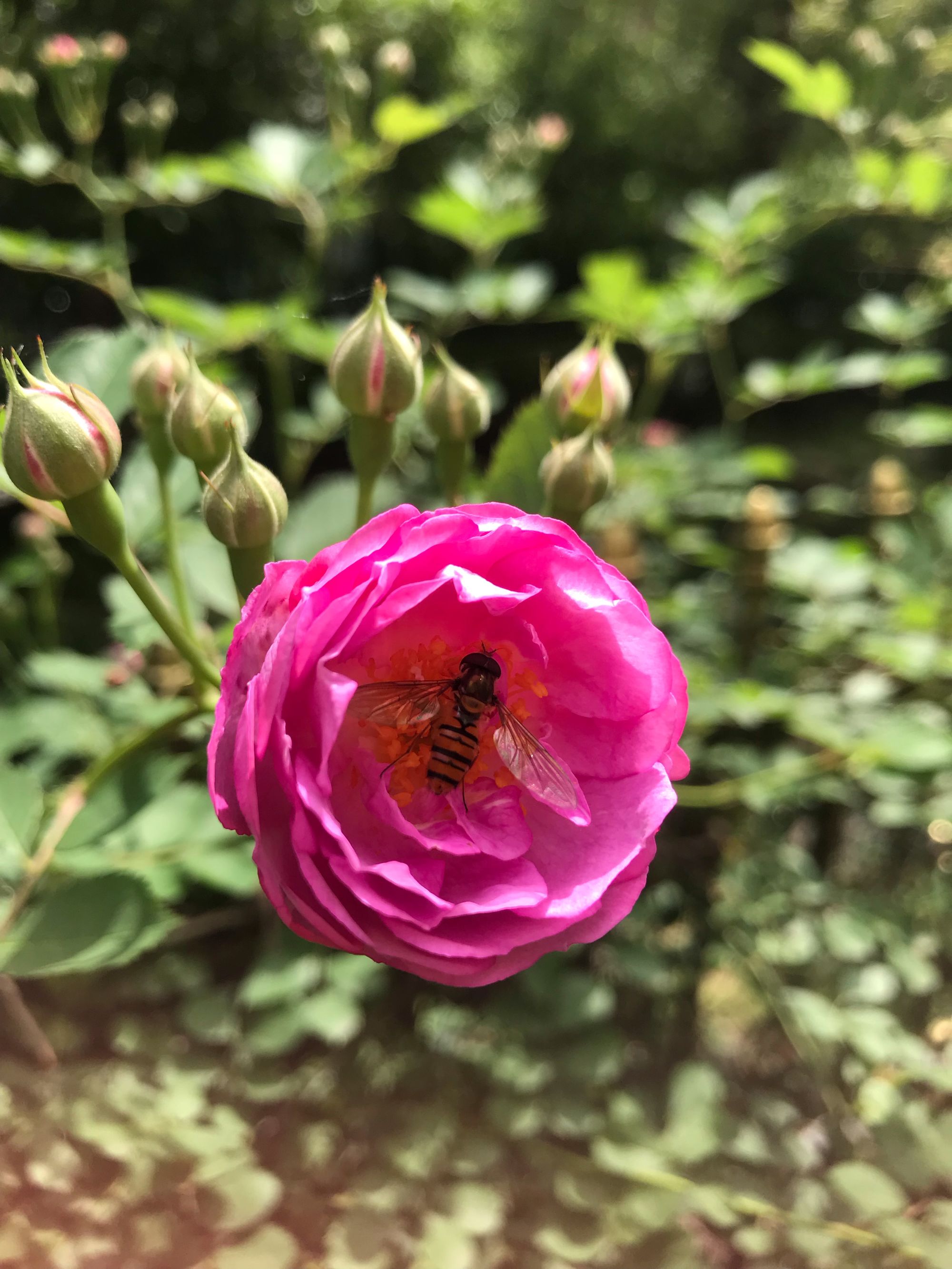 花岩怪性格配招_花岩怪种族值_花岩怪