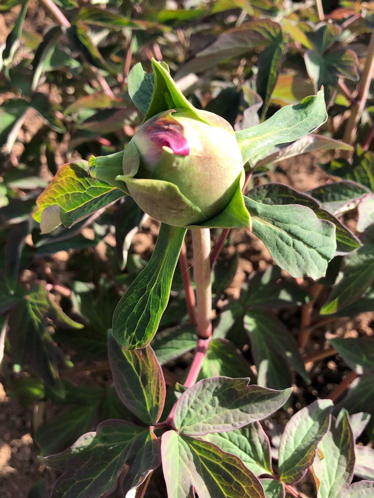 花岩怪性格配招_花岩怪_花岩怪种族值