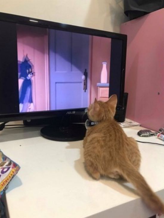 看杨红樱笑猫日记在线阅读_快猫在线看_在线猫看病