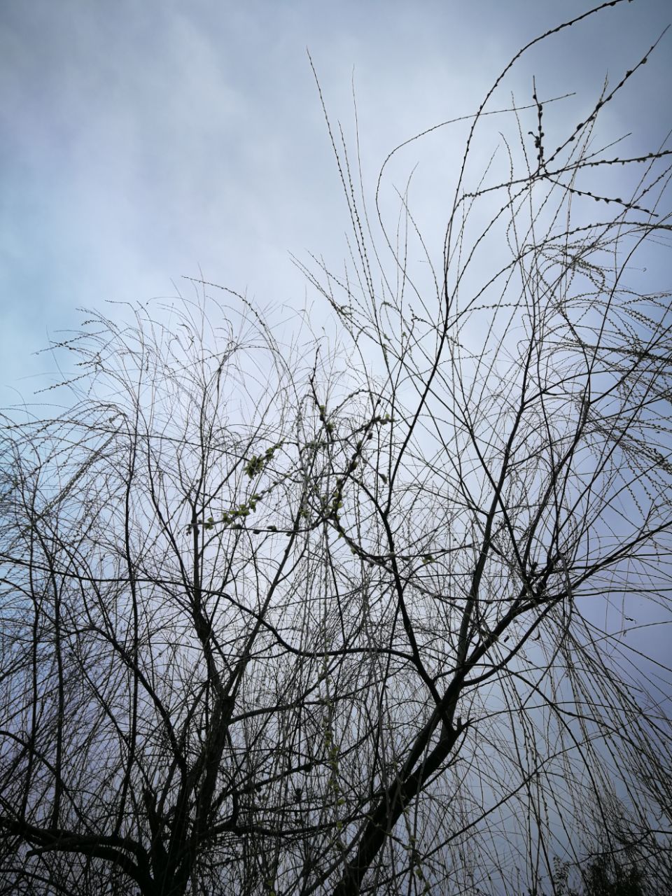 解落三秋叶能开二月花写的是什么_解落三秋叶能开二月花写的是什么_解落三秋叶能开二月花写的是什么