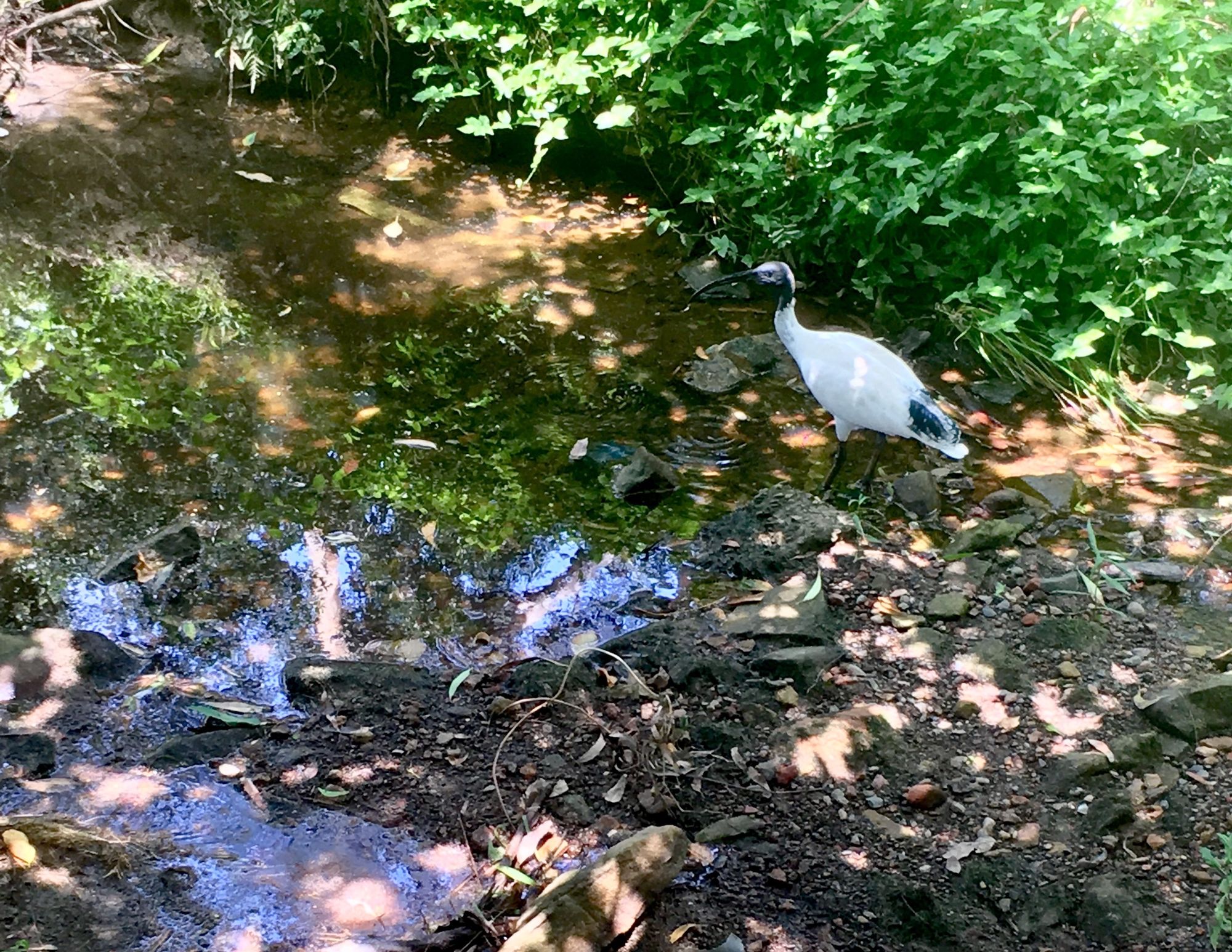 山溪淡水鱼 | 潜行鳟鱼的秘密栖息地