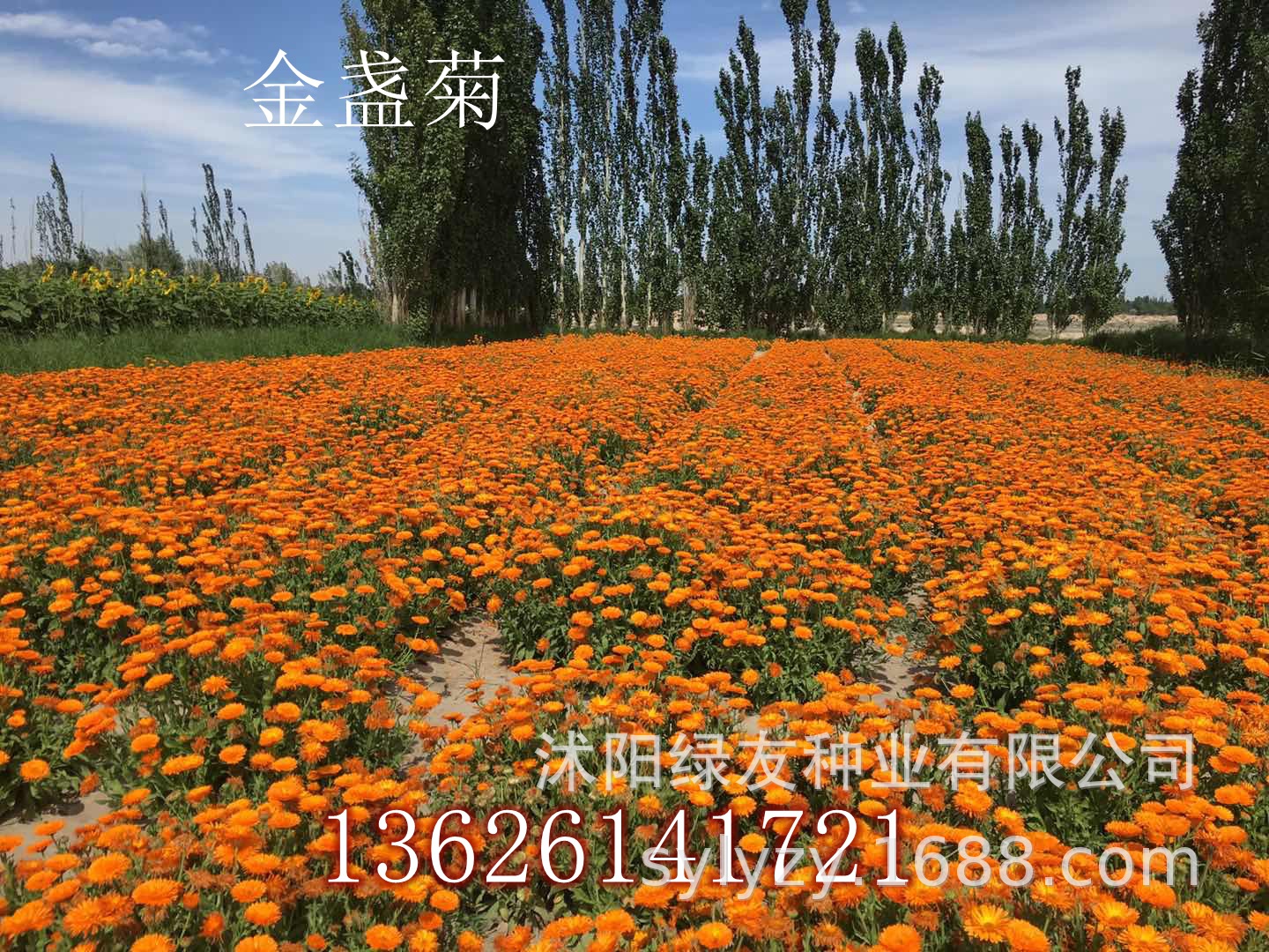 奇迹发生！思越木结构中的常世之荚竟然发芽了