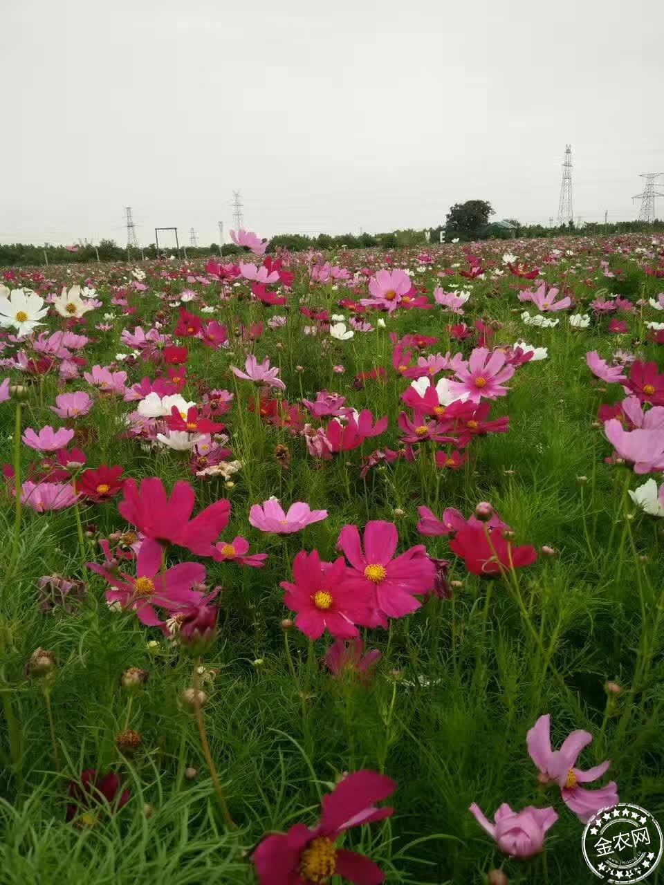 陆川世客城在哪个位置_常世之荚位置_雪莲子单荚和双荚