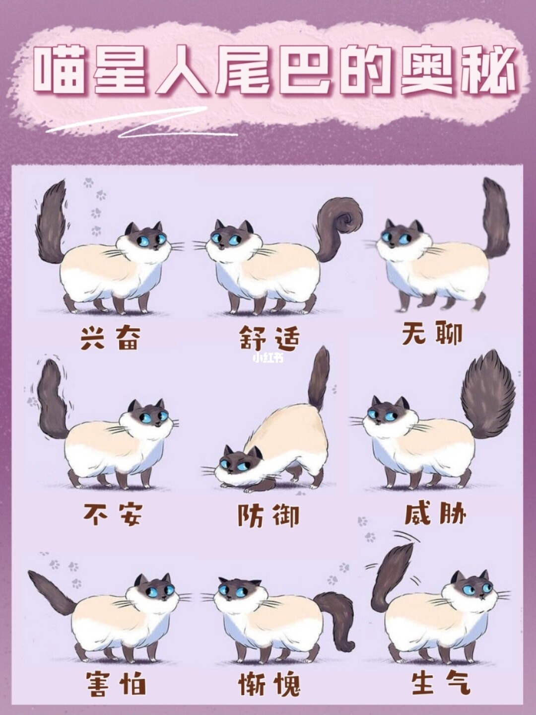 喵星密语_喵星秘语_解密喵星人语言