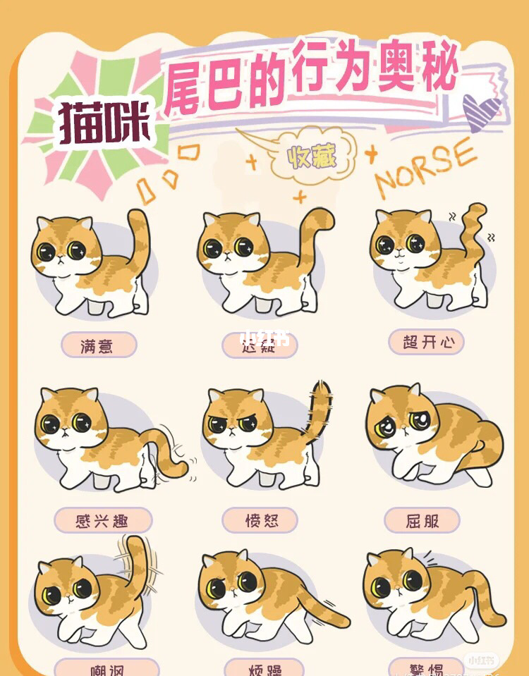 喵星密语_解密喵星人语言_喵星秘语