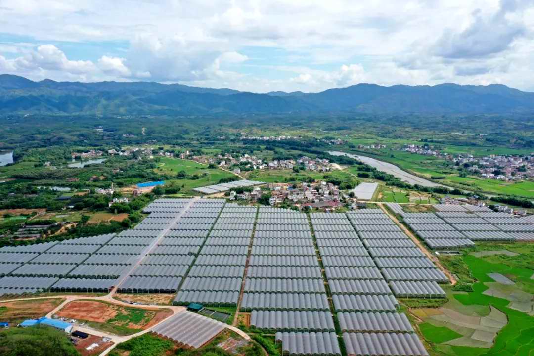 柿岐景家_杮崎景家_柿崎景家