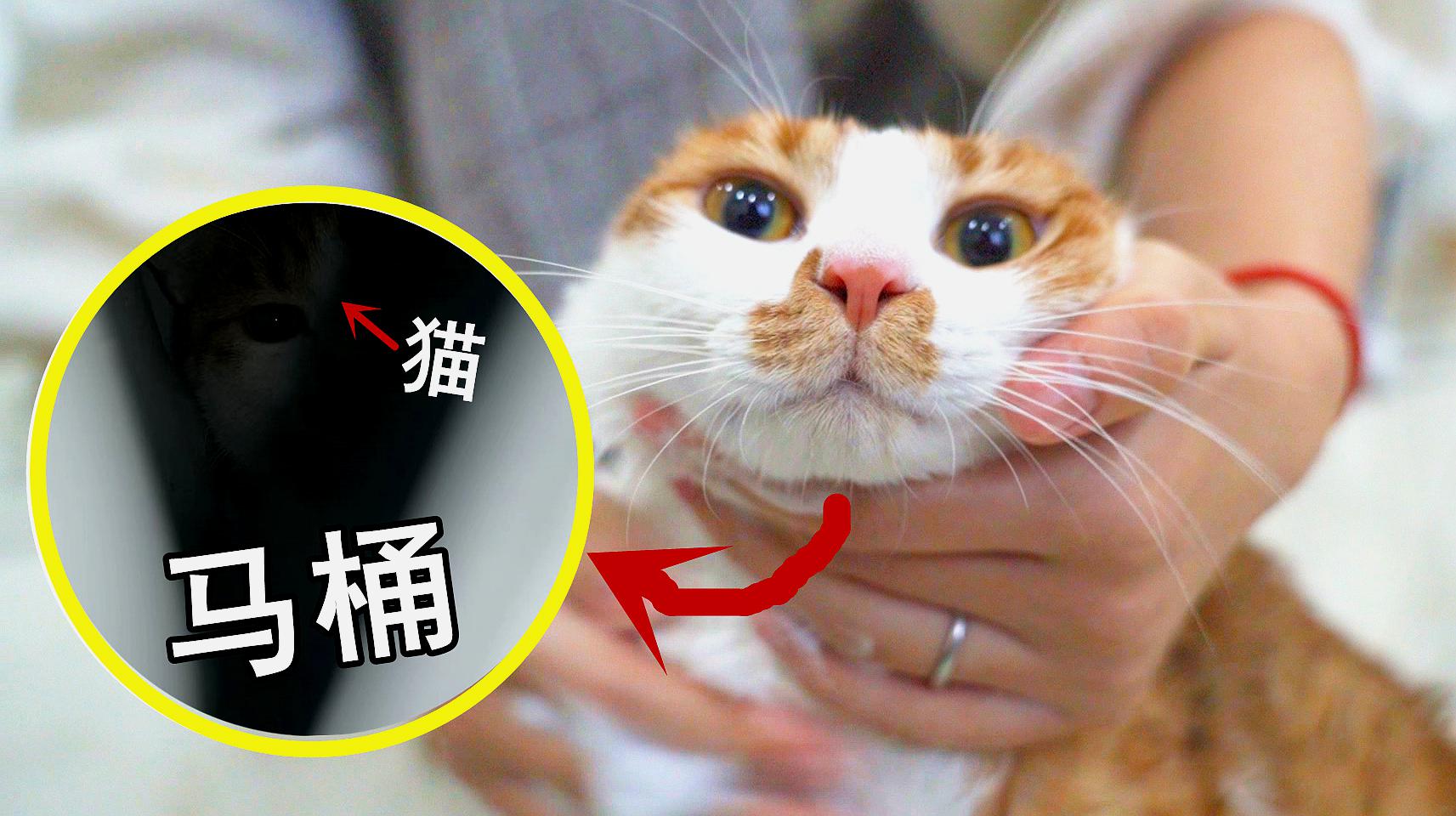 猫咪官网_猫咪官网_猫咪官网