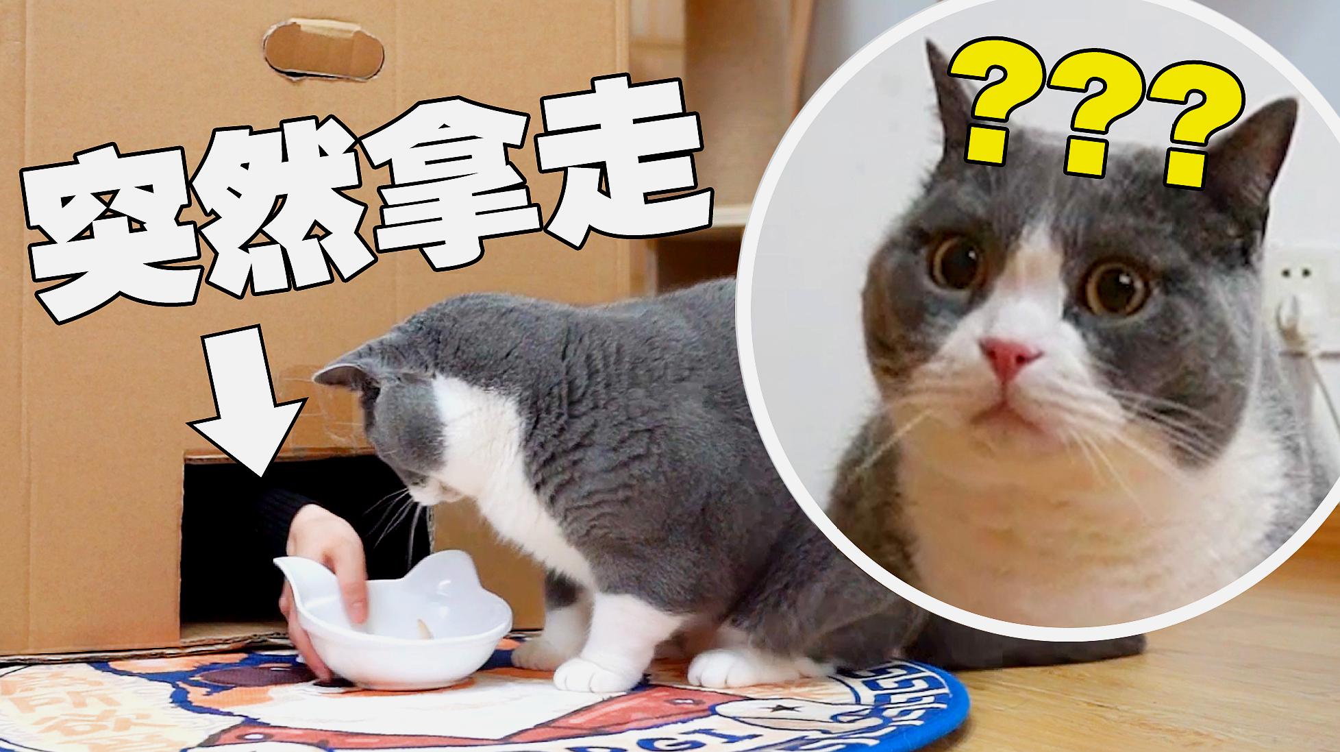 猫咪官网_猫咪官网_猫咪官网