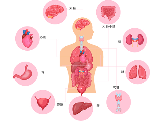 探索身体，发现无尽的宇宙秘密