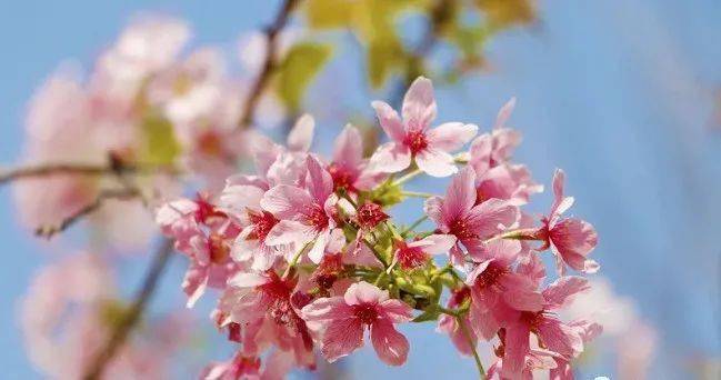 花艺师亲切分享:揭秘花疾原因,助你打造美丽花园 花艺师亲切分享:揭秘花疾原因,助你打造美丽花园
