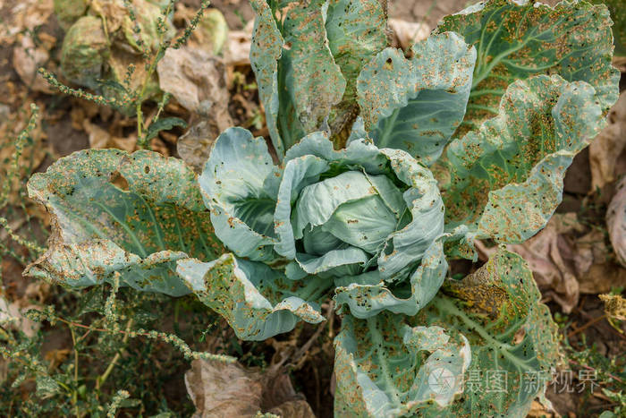 十大害虫视频_大战害虫植物视频_植物大战害虫