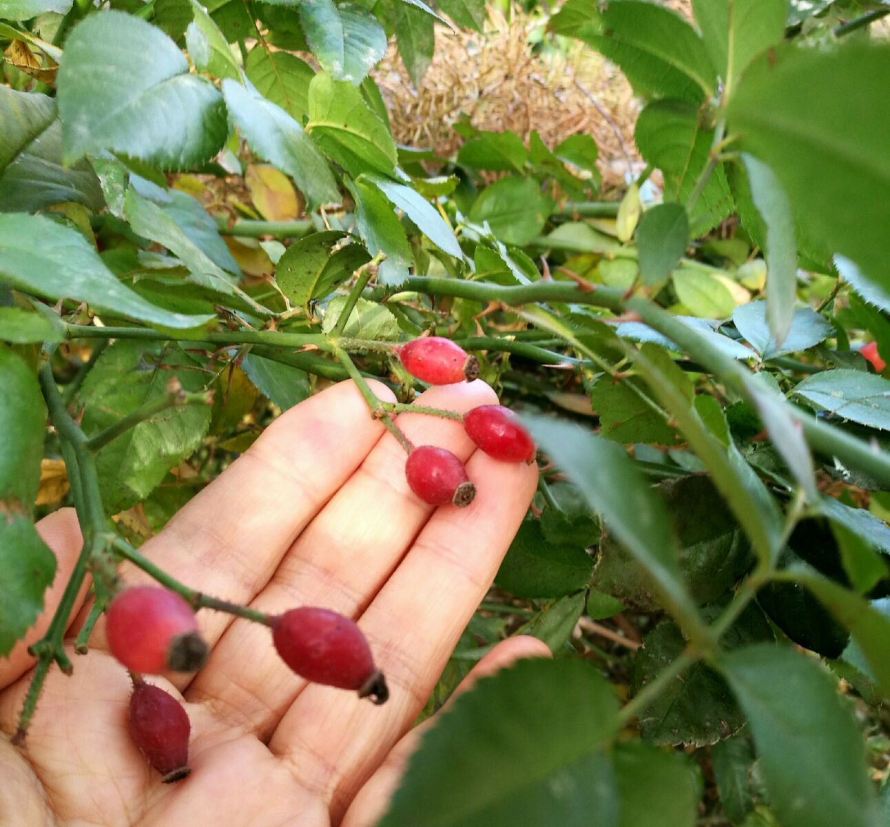 灰色的果实_灰色果实是黄油吗_灰色果实哪一集高能