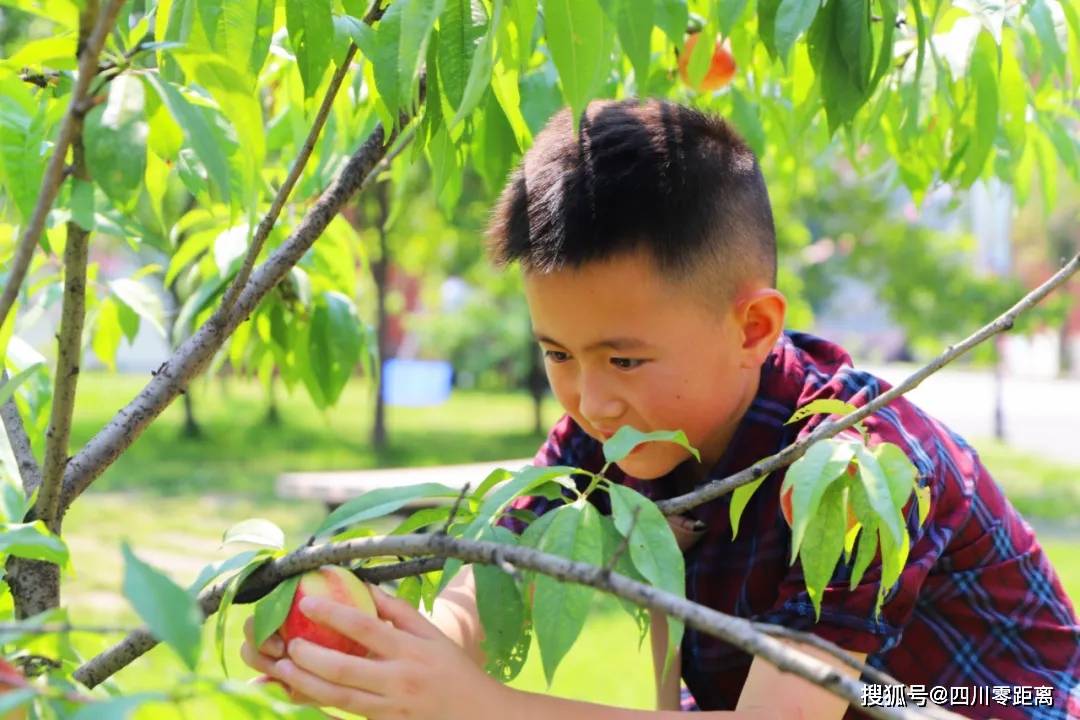 采药师刮痧板是名牌吗_采药师品牌简介_采药师