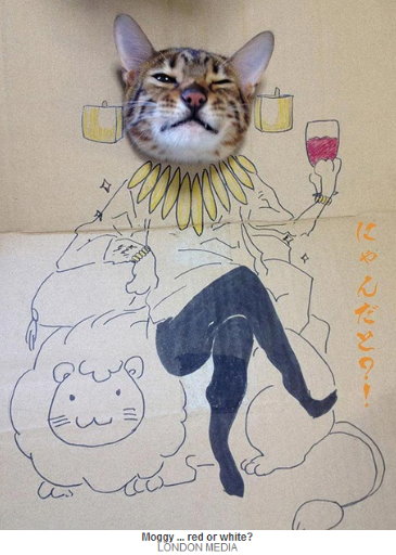 骑士猫多少钱一只_骑士猫是什么品种_猫骑士