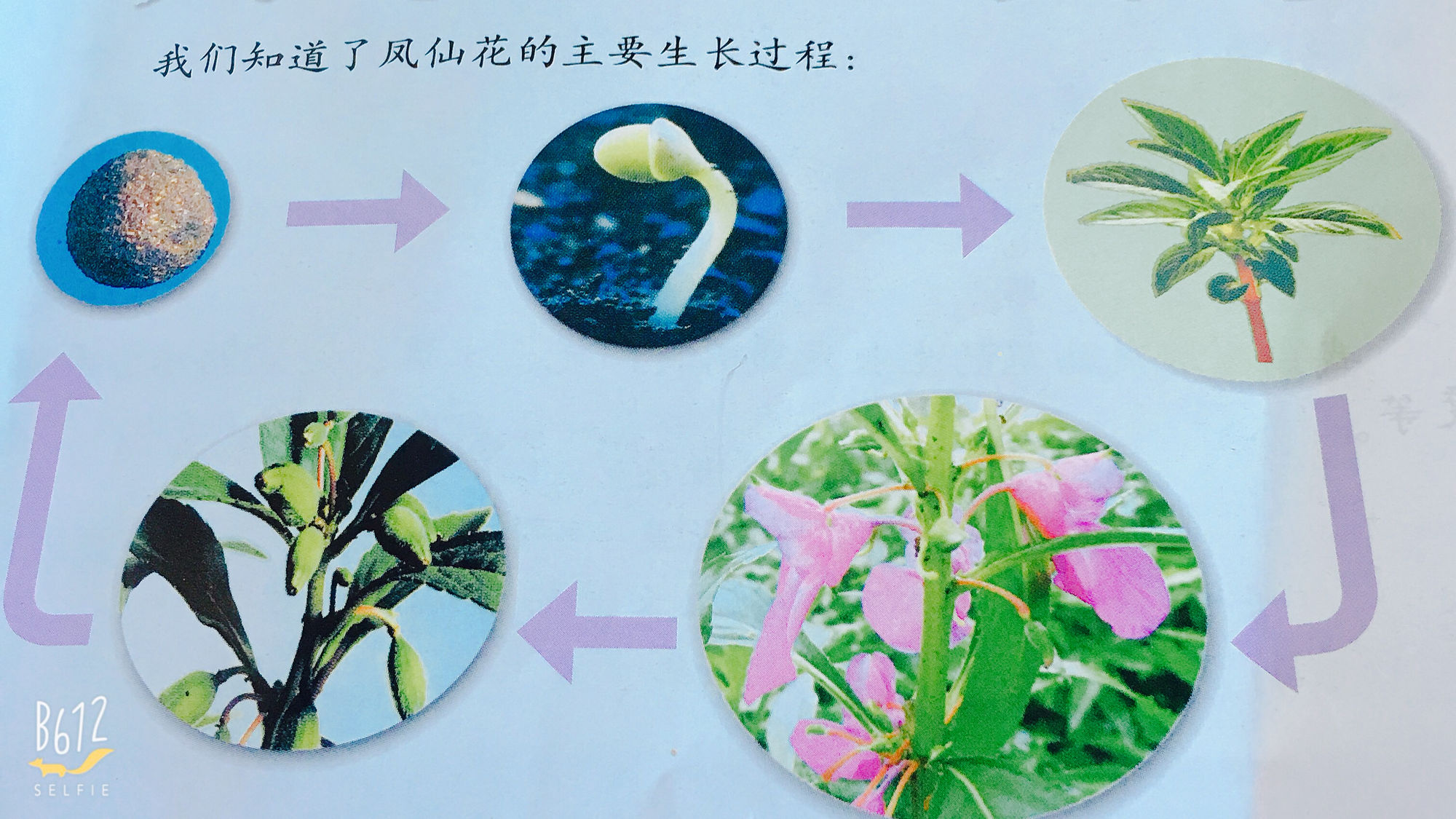 睡火莲的样子_睡火莲_睡火莲的花语和寓意