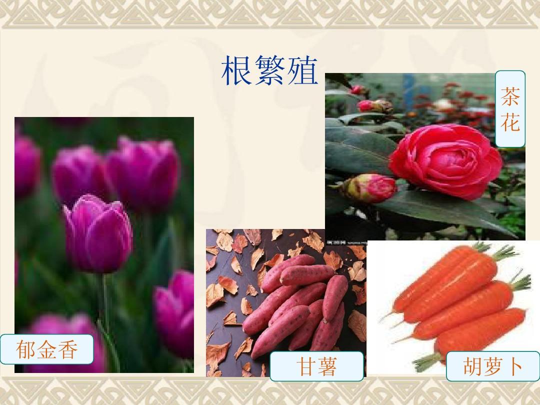 睡火莲_睡火莲的样子_睡火莲的花语和寓意