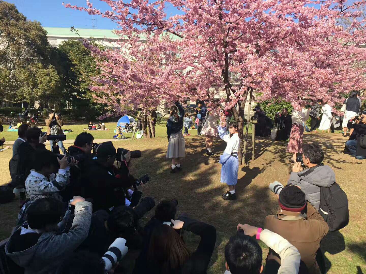 樱花下重逢的歌_樱花树下的重逢歌词_樱花树下的重逢歌词是什么意思