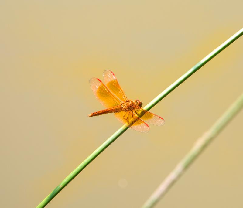 日照龙鳞万点金_蜻蜓点金_蜻蜓点金是正规平台吗