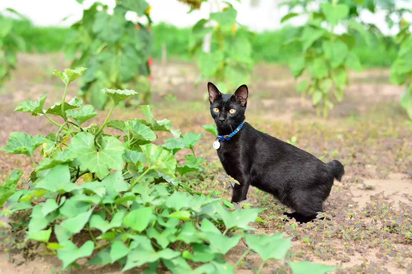 香蒲猫尾草_猫尾香蒲怎么用_猫尾香蒲