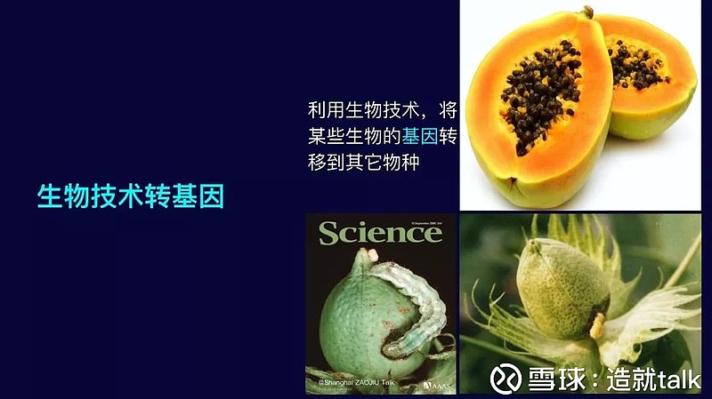 缢蛏拼音_缢蛏_缢蛏是什么动物