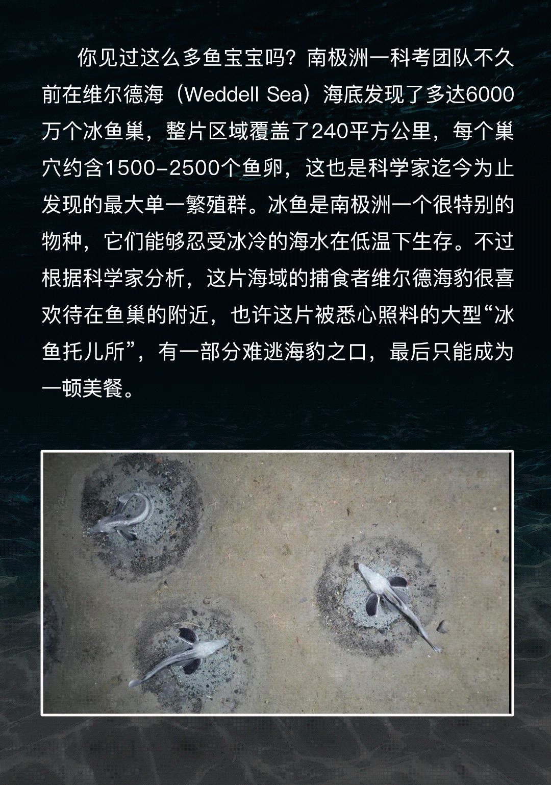 缢蛏拼音_缢蛏是什么动物_缢蛏