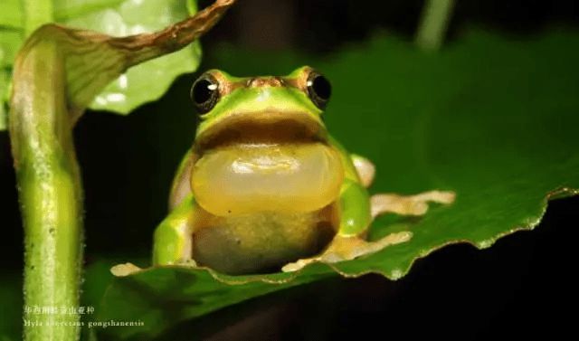 探秘神秘森林：青蛙子的智慧传说