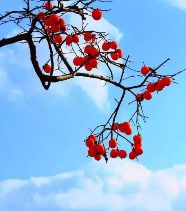 花家大集时间_花家大我_花家大我和西马妮可什么关系