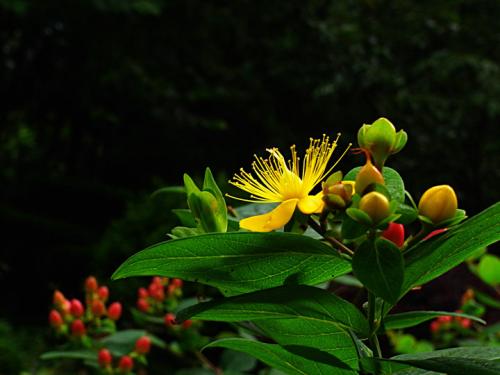 风月花鸟什么意思_花鸟风月_风月花鸟一笑尘缘了是什么意思