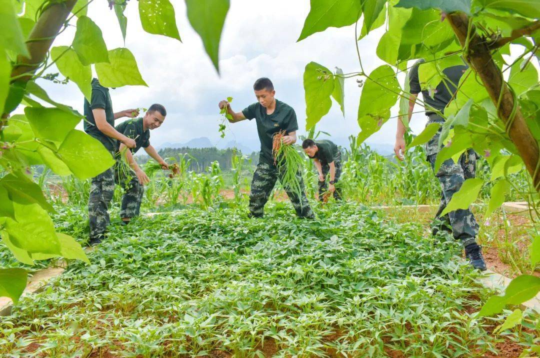 雷破_破雷公炮盘头马最正确的方法_破雷公炮最简单的办法