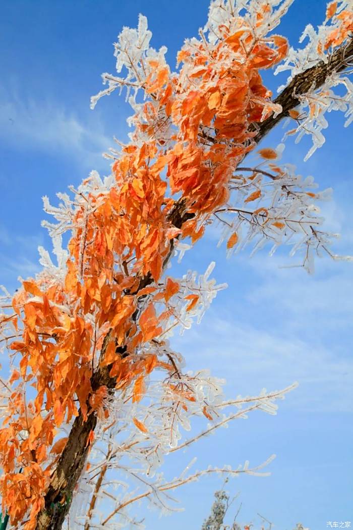 甲斐田雪：温柔的力量，如冬日雪花般纯净美好