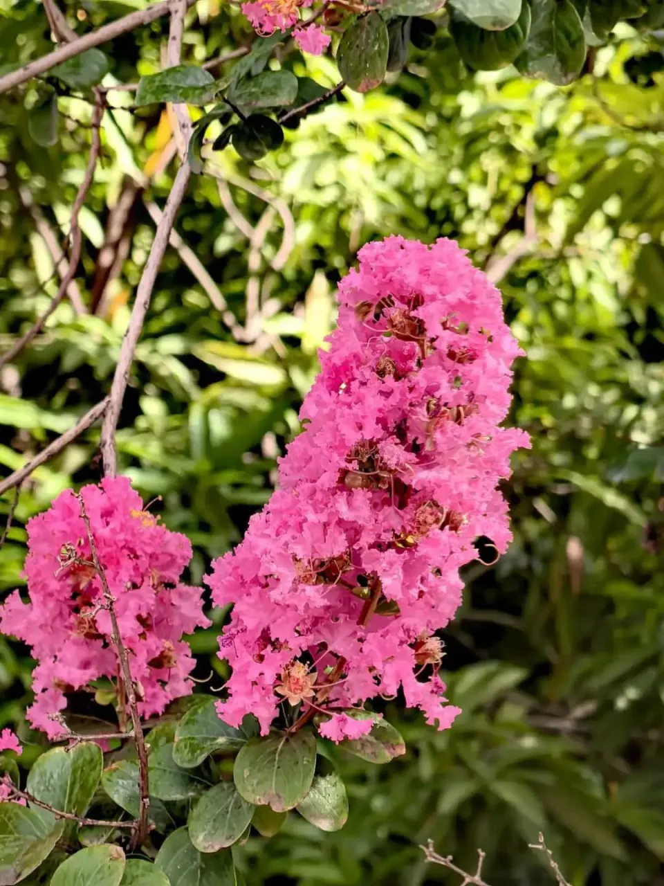 竹子手机游戏-竹子：快节奏生活中的心灵绿意之旅，简单种植带来的宁静与成长