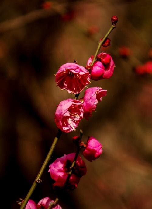 桃花小妹之余一的桃花_桃花妖_桃花灼灼妖芳华